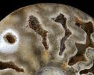 Polished Ammonite With Crystal Chambers - Morocco #35286-1